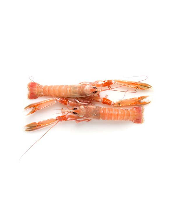 SCAMPO INTERO GRECIA 2° FAO 37.3.1 PZ 19/21 KG 1