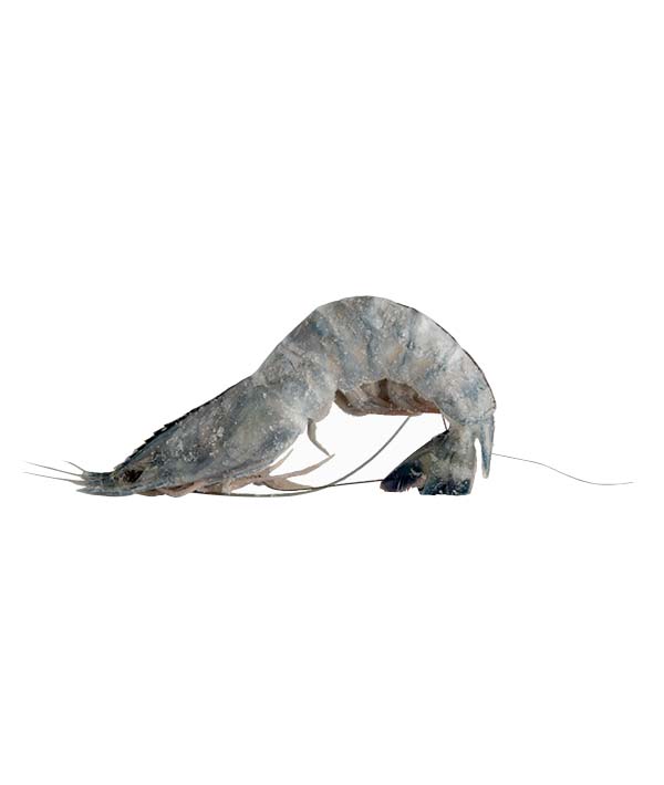 MAZZANCOLLA INTERA BLU PACIFICO NUOVA CALEDONIA PZ 21/25 KG 1