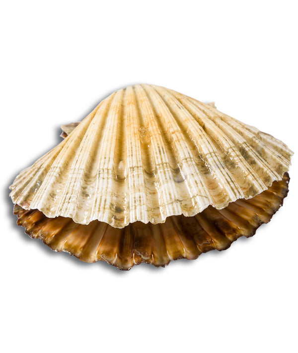 CAPPASANTA ATLANTICA INTERA FRANCIA 5/7 PEZZI/KG CON CORALLO kg 12