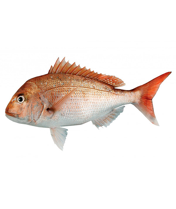 PAGRO ROSA RED SNAPPER NUOVA ZELANDA INTERO PEZZI 4 KG 13