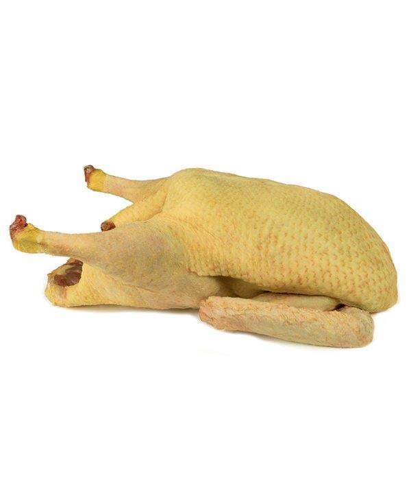 ANATRA A BUSTO PECHINO SENZA FRATTAGLIE KG 2,2