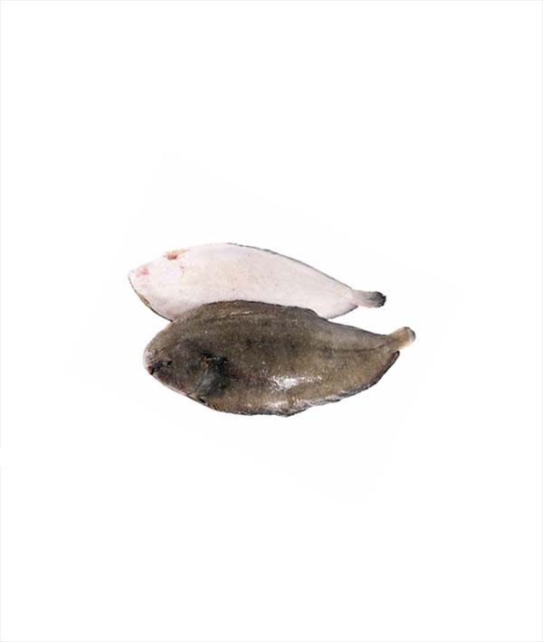 SOGLIOLA 4 FAO 27 CON PELLE EVISCERATO g 4000