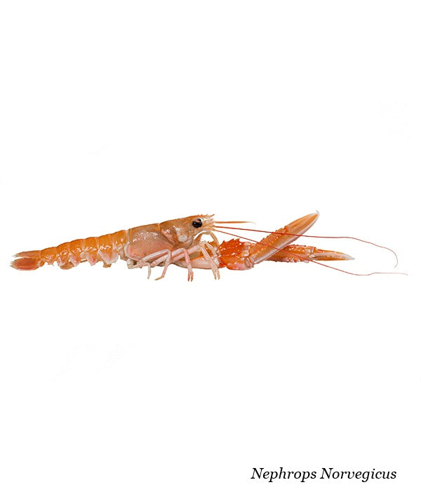 SCAMPO INTERO 16/20 PZ/KG BORDO PORCUPINE KG 3