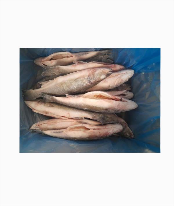 BRANZINO INTERO GR 300/400 EVISCERATO E SQUAMATO KG 5