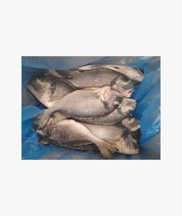 ORATA GRECIA 300/400 EVISCERATA E SQUAMATA KG 5