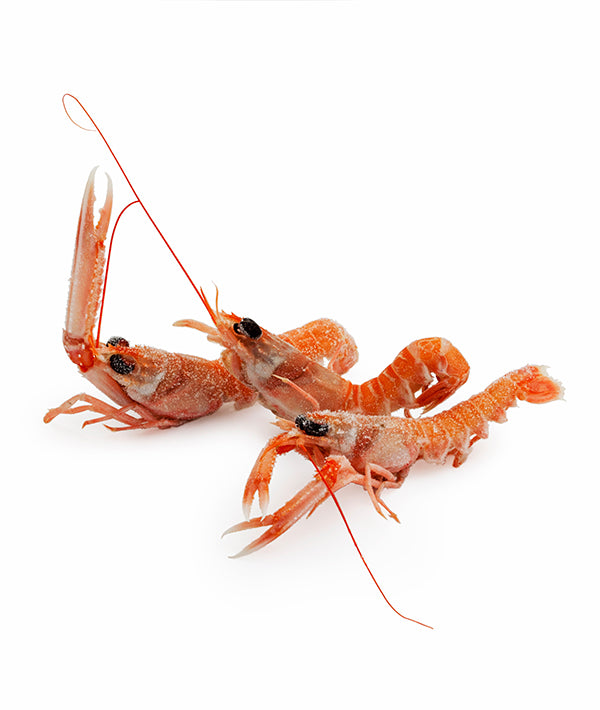 SCAMPO INTERO 30/40 PEZZI/KG PORCUPINE CONGELATO A BORDO SOFRIMAR KG 3