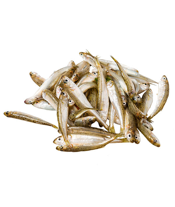 LATTERINI DELLA TURCHIA IQF G 1000