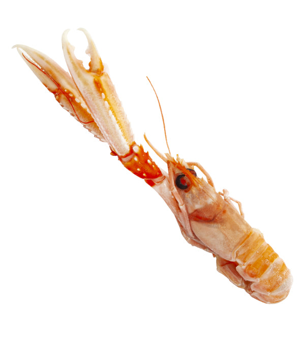 SCAMPO INTERO IRLANDA 5/10 PZ/KG CONGELATO A BORDO 
PORCUPINE KG 3