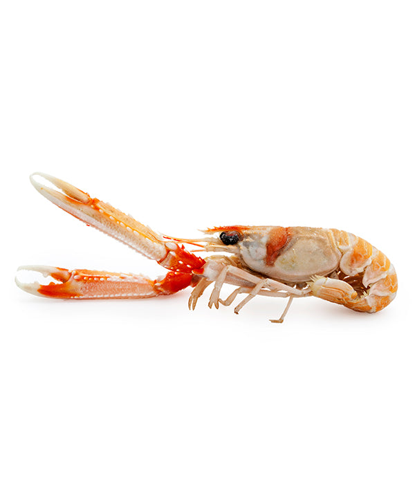 SCAMPO INTERO IRLANDA 5/10 PZ/KG CONGELATO A BORDO 
PORCUPINE KG 3