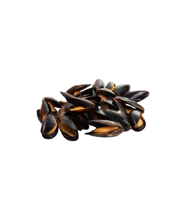 COZZA CILE INTERA PRECOTTA PZ 50/70 SOTTOVUOTO PESO VERO KG 1