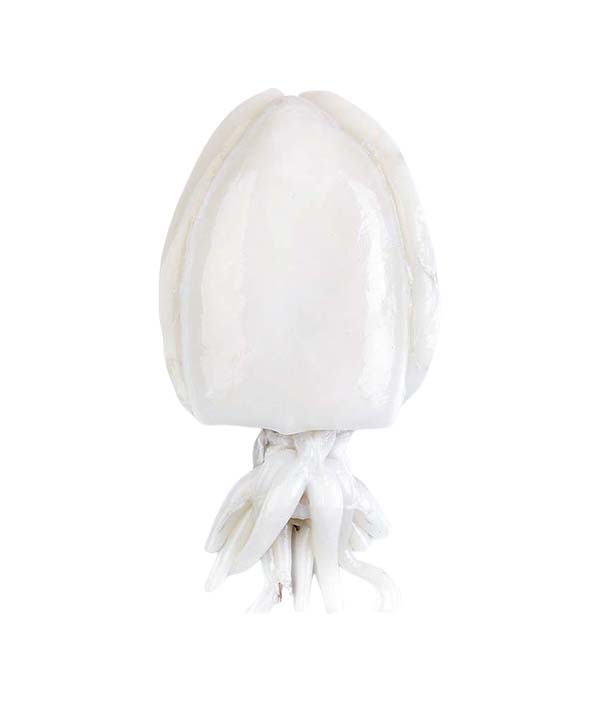 SEPPIA PULITA INDOPACIFICO 8/12 PZ/KG IQF AMULYA g 5400