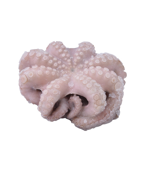 POLPO T6 MAROCCO GR 800/1200 IQF SO.CO.PO. KG 12