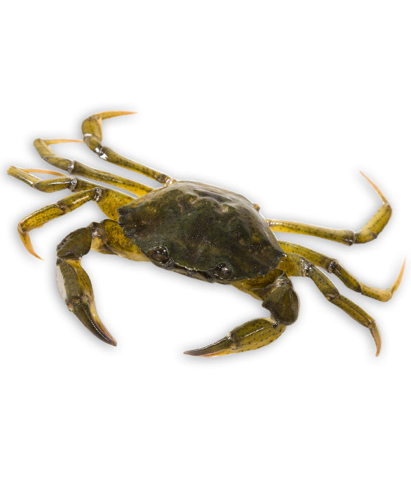 GRANCHIO DA MOLECA ADRIATICO (MOECHE) g 300