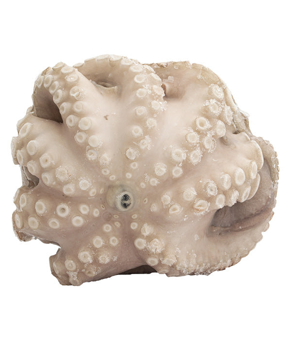 POLPO T5 MAROCCO GR 1200/1500 IQF SO.CO.PO. KG 12