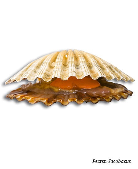 CAPPASANTA NOSTRANA INTERA DAL FRESCO JESOLPESCA KG 5