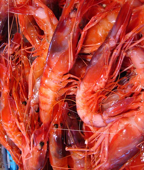 GAMBERO INTERO VIOLA MEDITERRANEO 1° PZ 20/30 KG 1