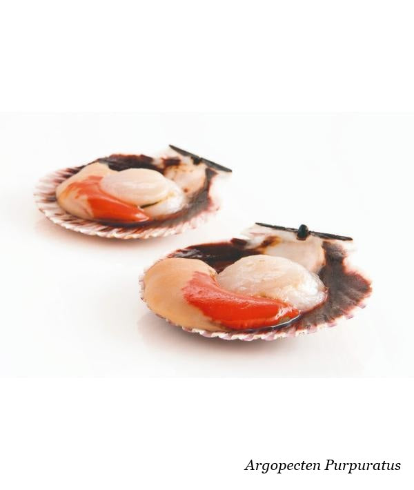 CAPPASANTA PACIFICO 1/2 GUSCIO 10/20 P/KG C/CORALLO IQF GR 750