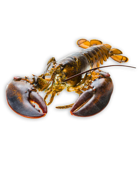 ASTICE AMERICANO DAL FRESCO 450/500 KG 4