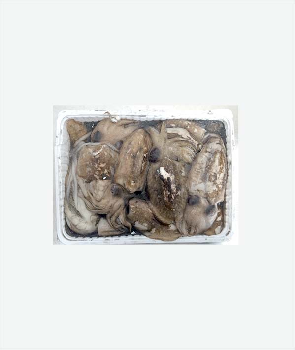 SEPPIA SPORCA TUNISIA FAO 37 VASCHETTA GR 100/200 KG 3