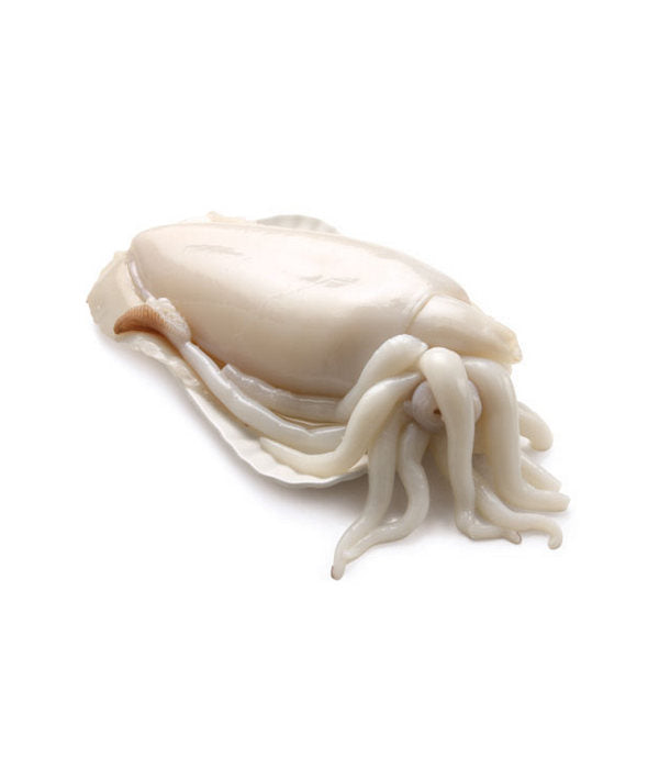 SEPPIA PULITA FRITTO g 20/80 g 5000