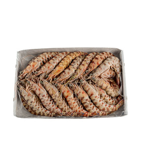 MAZZANCOLLA INTERA TUNISIA 2° PZ 20/30 BORDO KG 1