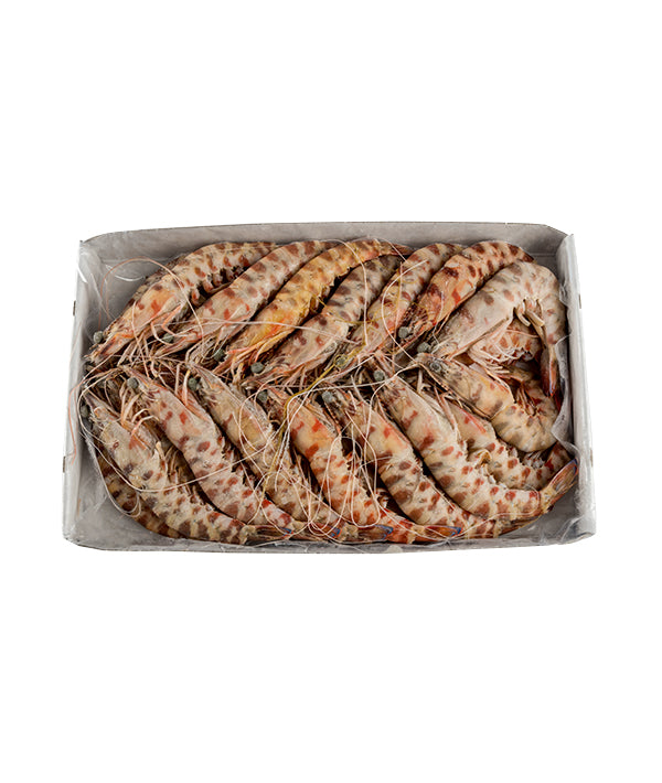 MAZZANCOLLA INTERA TUNISIA 2° PZ 20/30 BORDO KG 1