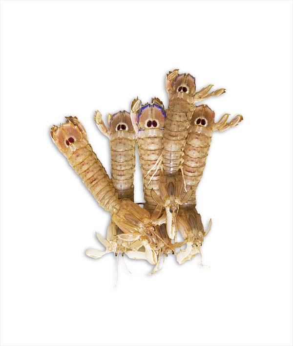 CANOCCHIA / PANNOCCHIA ADRIATICO PRECOTTA GR 40/50 GR 850