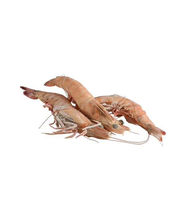 MAZZANCOLLA OCEANICA L0 16/20 CONGELATA BORDO KG 1