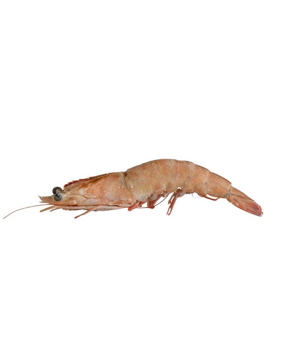 MAZZANCOLLA OCEANICA L0 16/20 CONGELATA BORDO KG 1