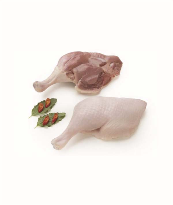 ANATRA COSCE (CARTONE) ROYAL DUCK GR 300/350 PZ 2