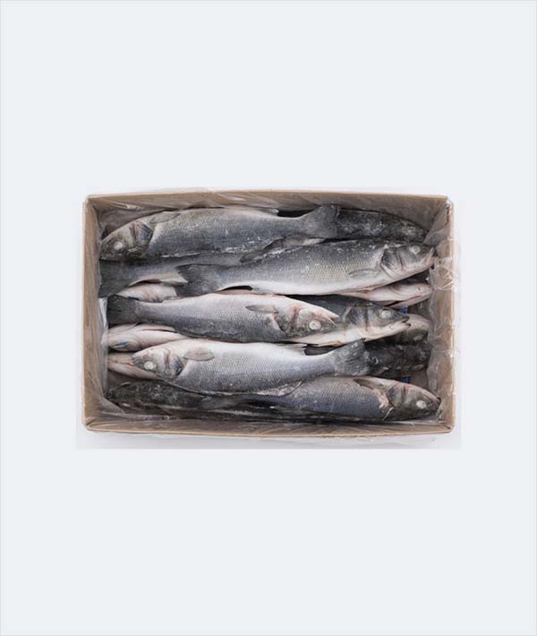 BRANZINO CROAZIA INTERO EVISCERATO GR 250/330 IQF KG 9