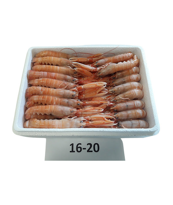 SCAMPO INTERO DANIMARCA 16/20 PZ/KG FAO 27 POLY BOX KG 1,35
