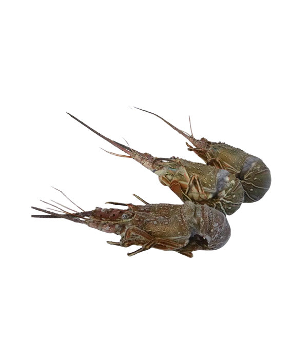 ARAGOSTA REALE VERDE MAR INTERA GR 100/200 CRUDA KG 8