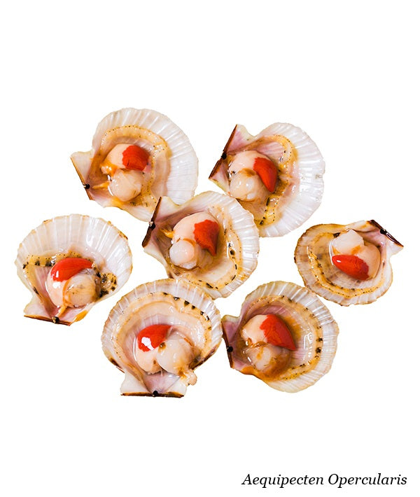 CANESTRELLO FAO 27 1/2 GUSCIO 40/60 P/KG IQF GR 750