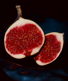 PASSATA FORNO FICHI MENZ & GASSER KG 6