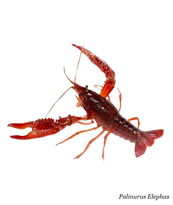 ARAGOSTA REALE ATLANTICA 1300/1700