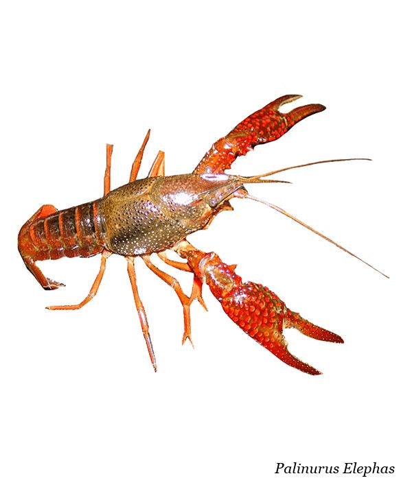 ARAGOSTA REALE ATLANTICA 1700/2200