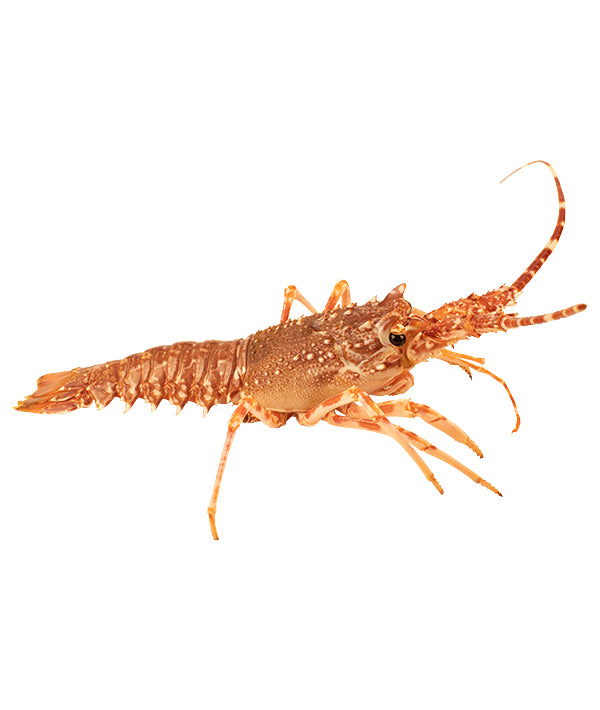 ARAGOSTA ROSA ATLANTICA 300/400