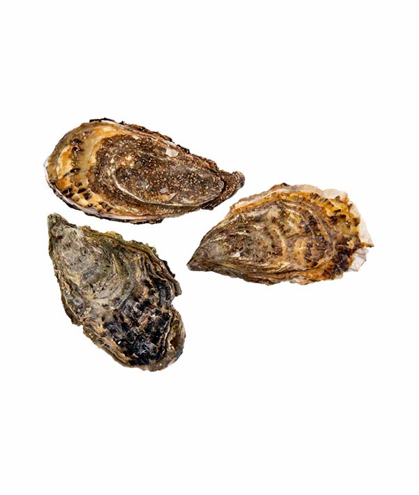 OSTRICA CONCAVA BRETAGNA N.3 PZ 10/12 kg 1