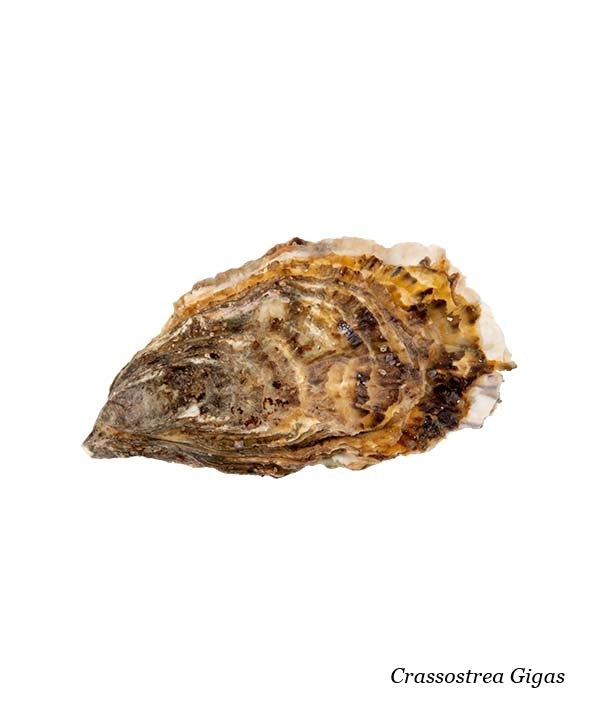 OSTRICA CONCAVA BRETAGNA N.3 PZ 10/12 kg 1