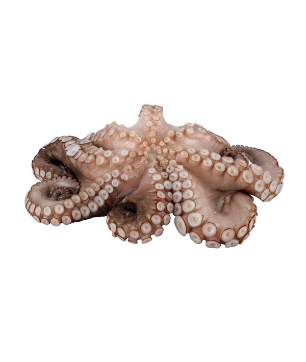 POLPO MAROCCO ARRICCIATO DECONGELATO g 800/1500