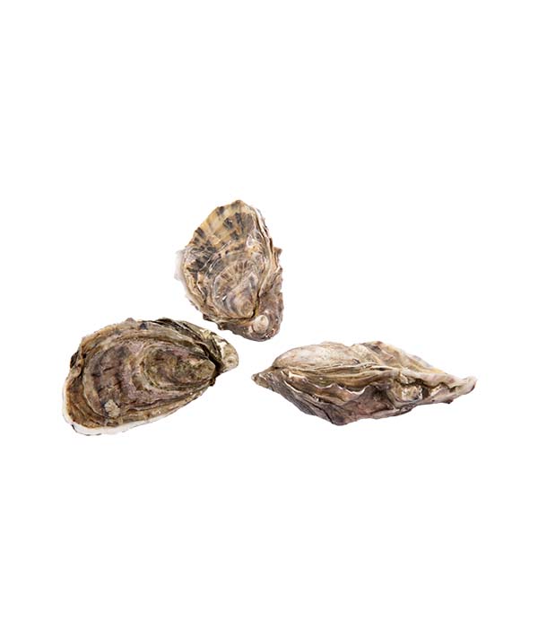 OSTRICA CONCAVA AMAZING N.3 PZ 24 kg 2,5