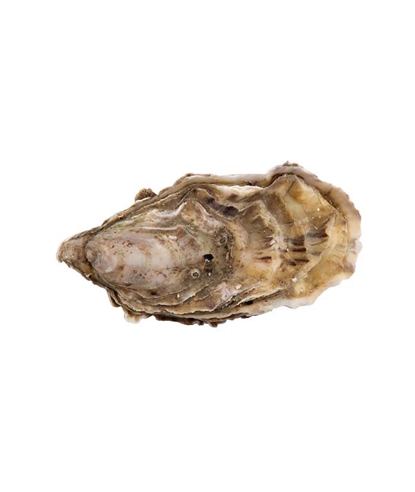 OSTRICA CONCAVA AMAZING N.3 PZ 24 kg 2,5