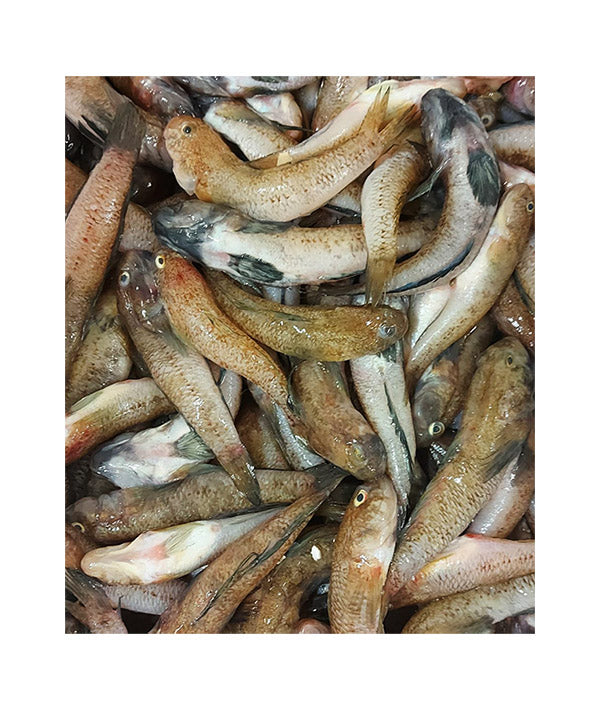 GHIOZZO NERO MORA KG 1