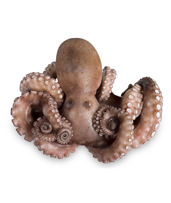 POLPO MEDITERRANEO DECONGELATO