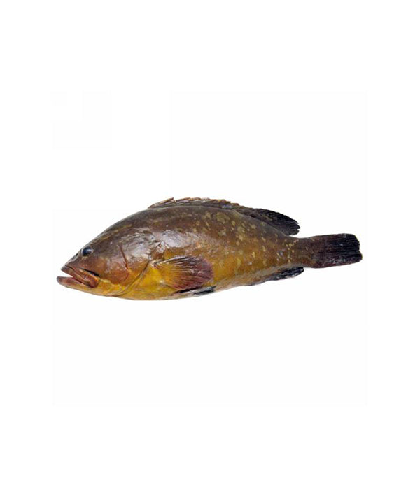 CERNIA GIALLA 2000/4000