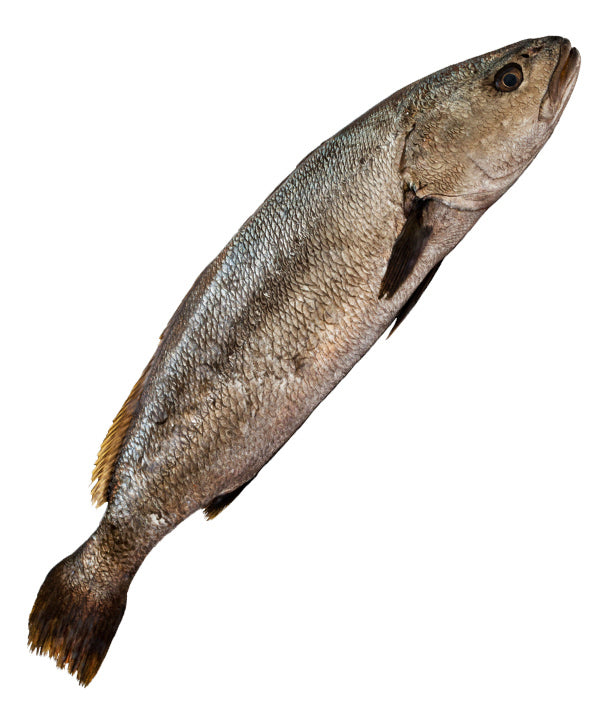 OMBRINA BOCCADORO 500/1200 EVISCERATA E SQUAMATA