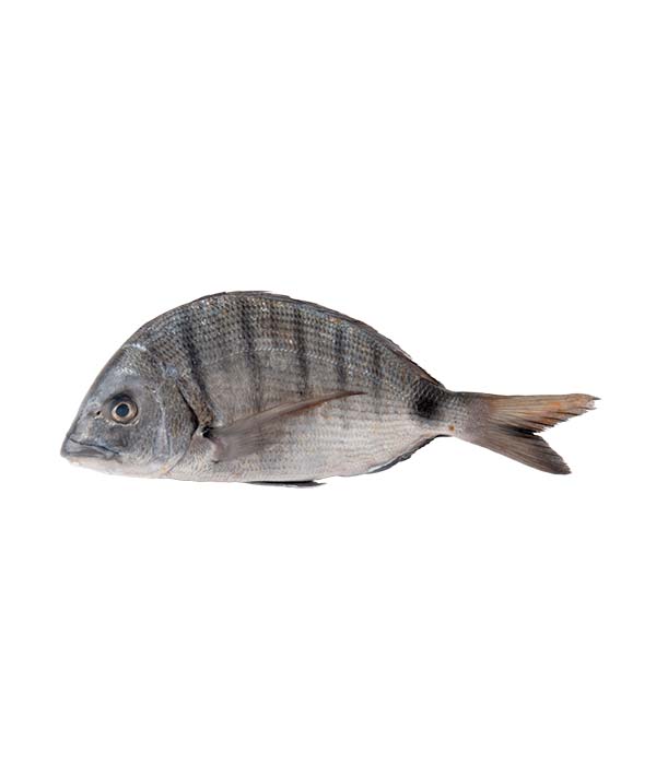 SARAGO g600/800 PESCATO