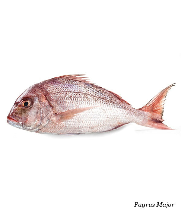 PAGRO MAGGIORE ALLEVATO