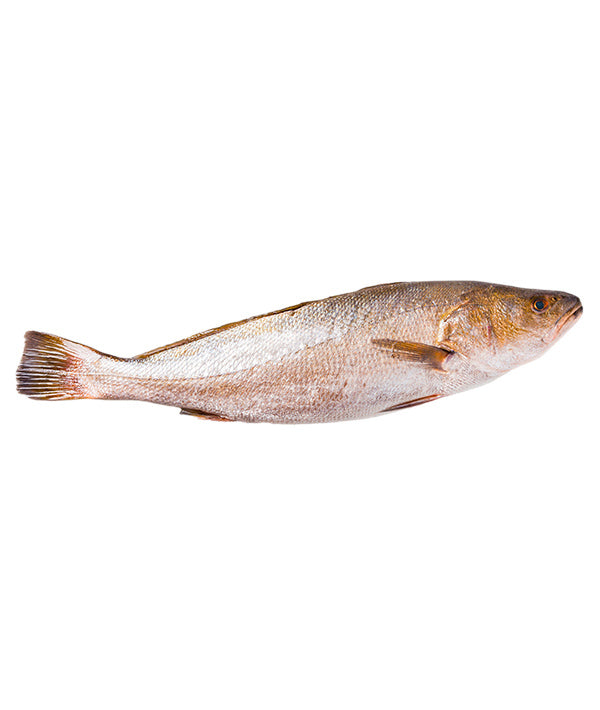 OMBRINA BOCCADORO PESCATA g 4000/5000